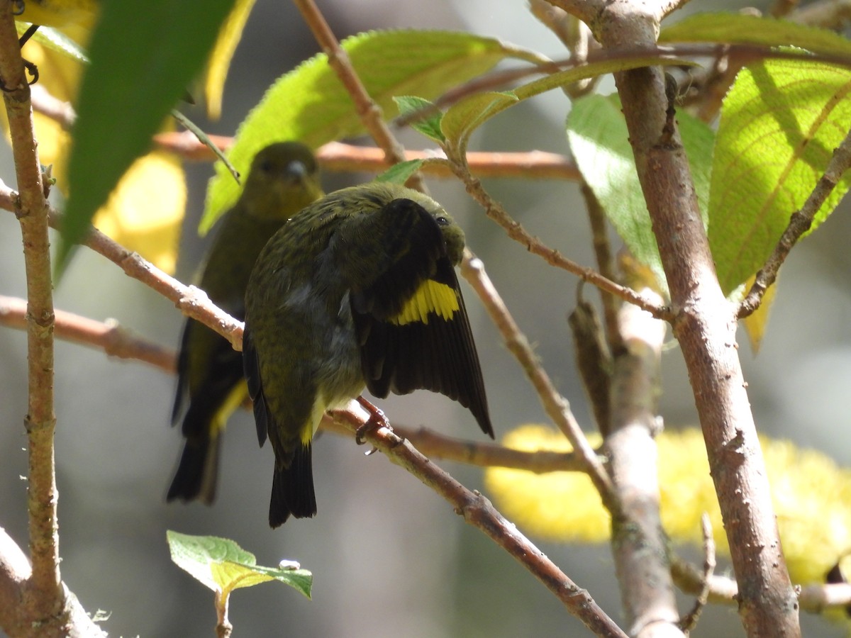 Yellow-bellied Siskin - ML612605624