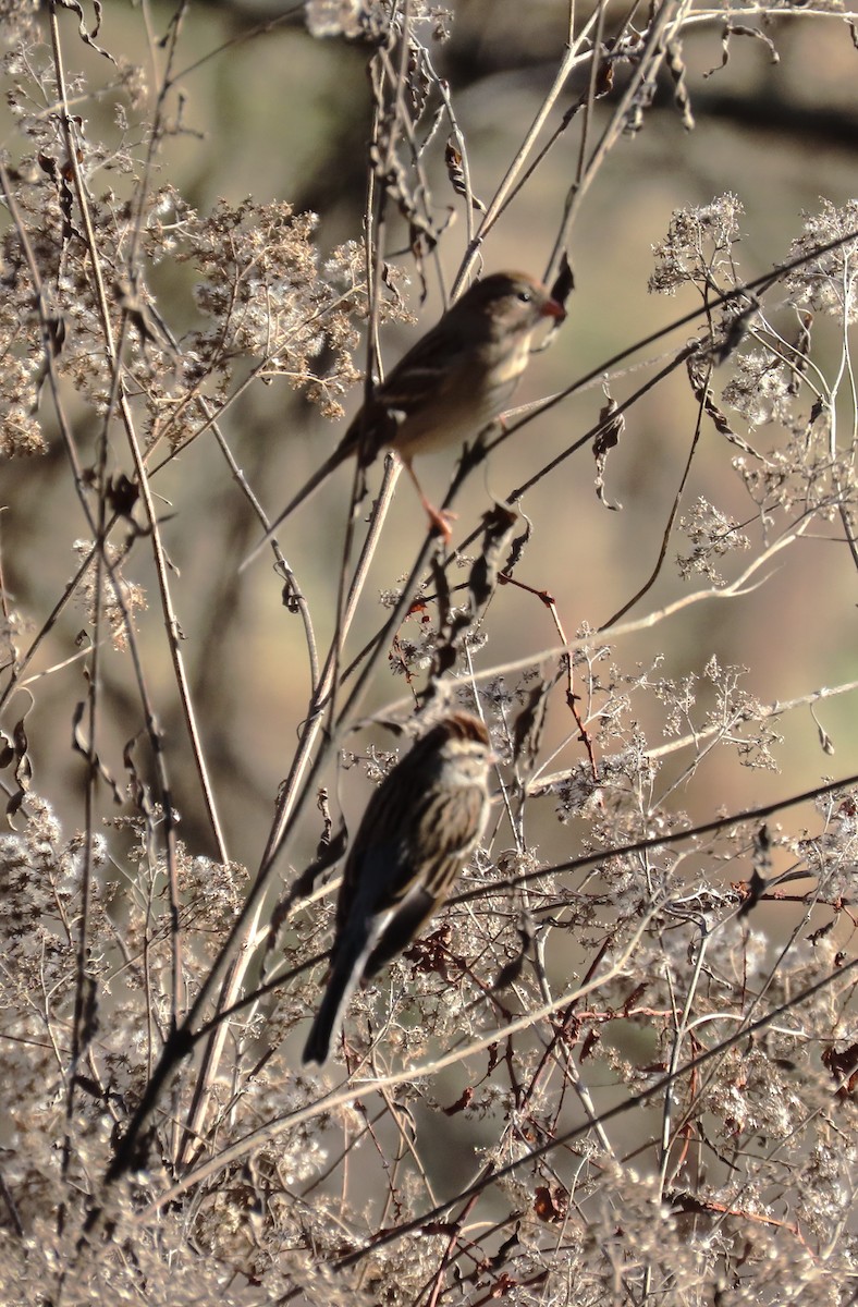 Field Sparrow - ML612605637