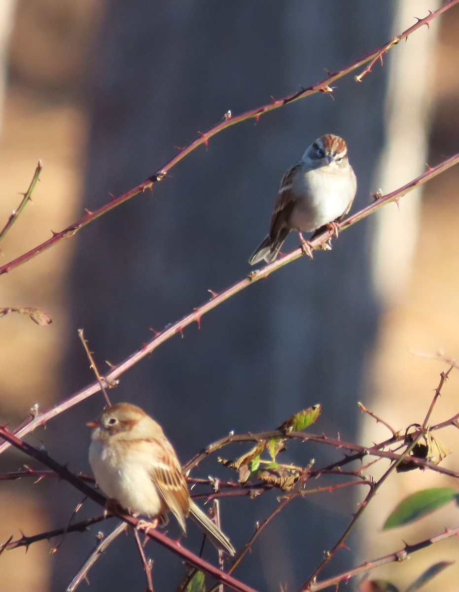 Field Sparrow - ML612605638