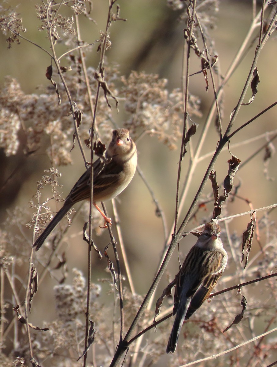 Field Sparrow - ML612605641