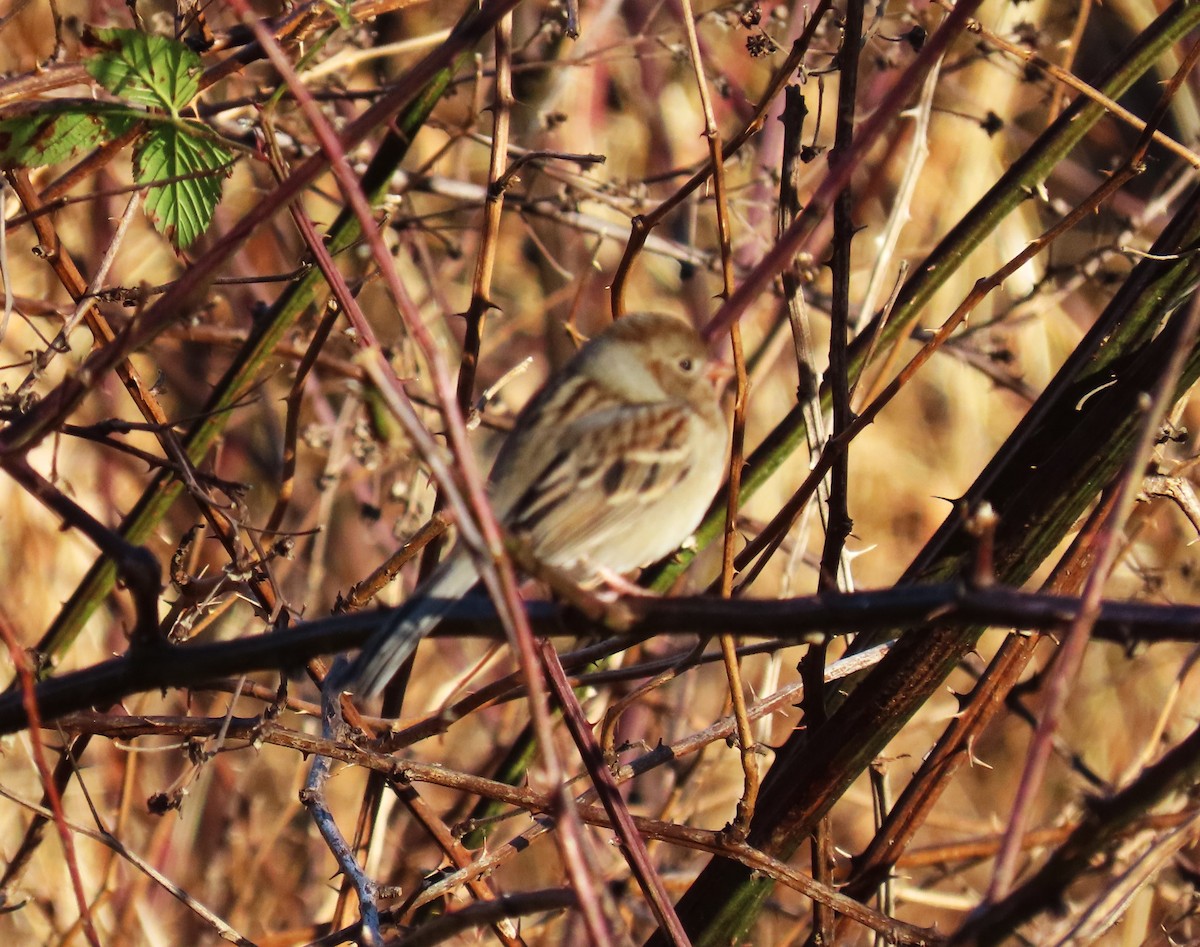 Field Sparrow - ML612605642