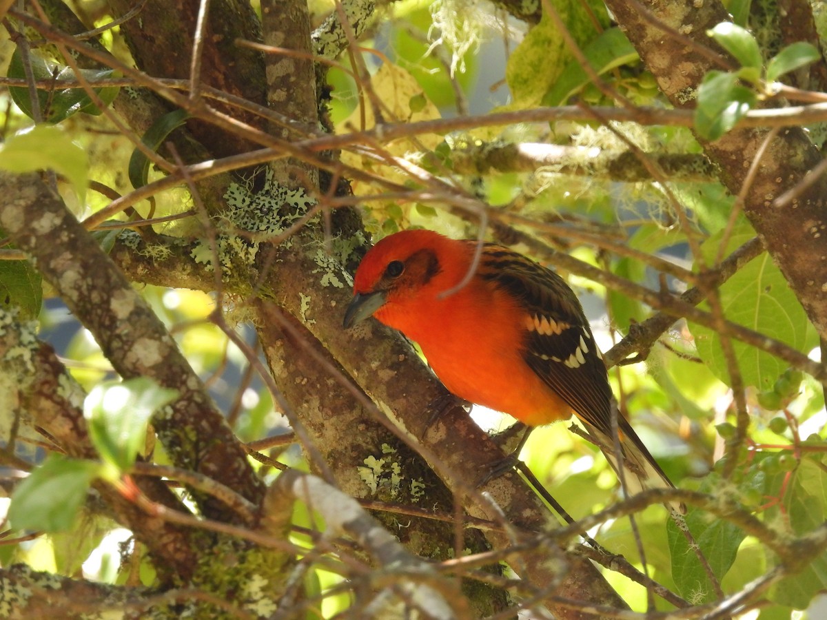 Flame-colored Tanager - Isaac Smith