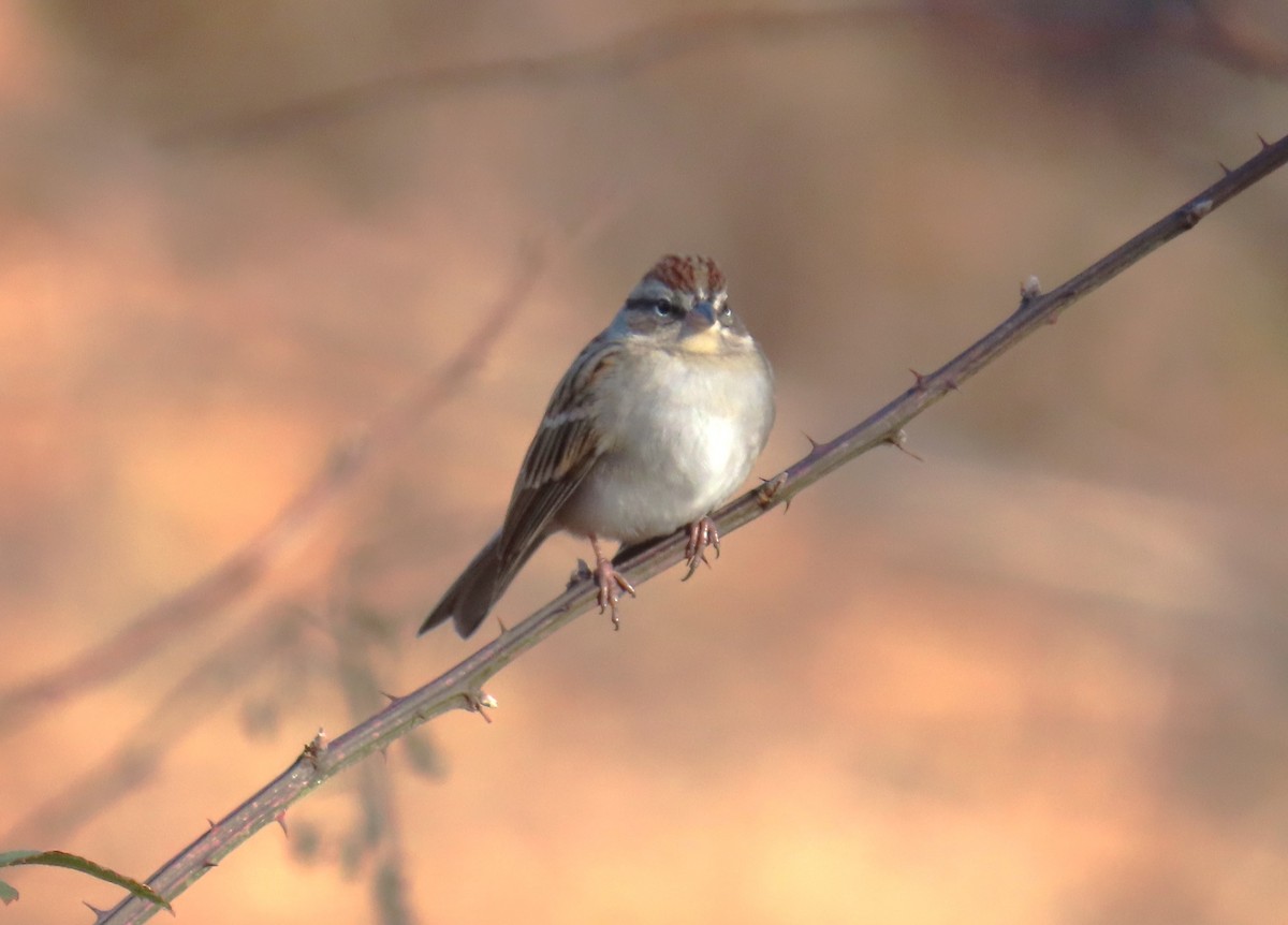 Chipping Sparrow - ML612605681