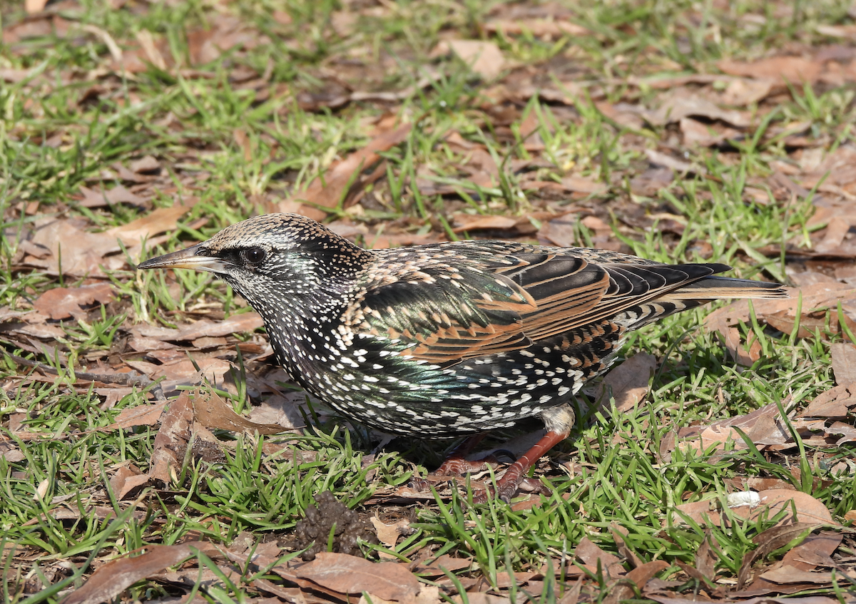 European Starling - ML612605693