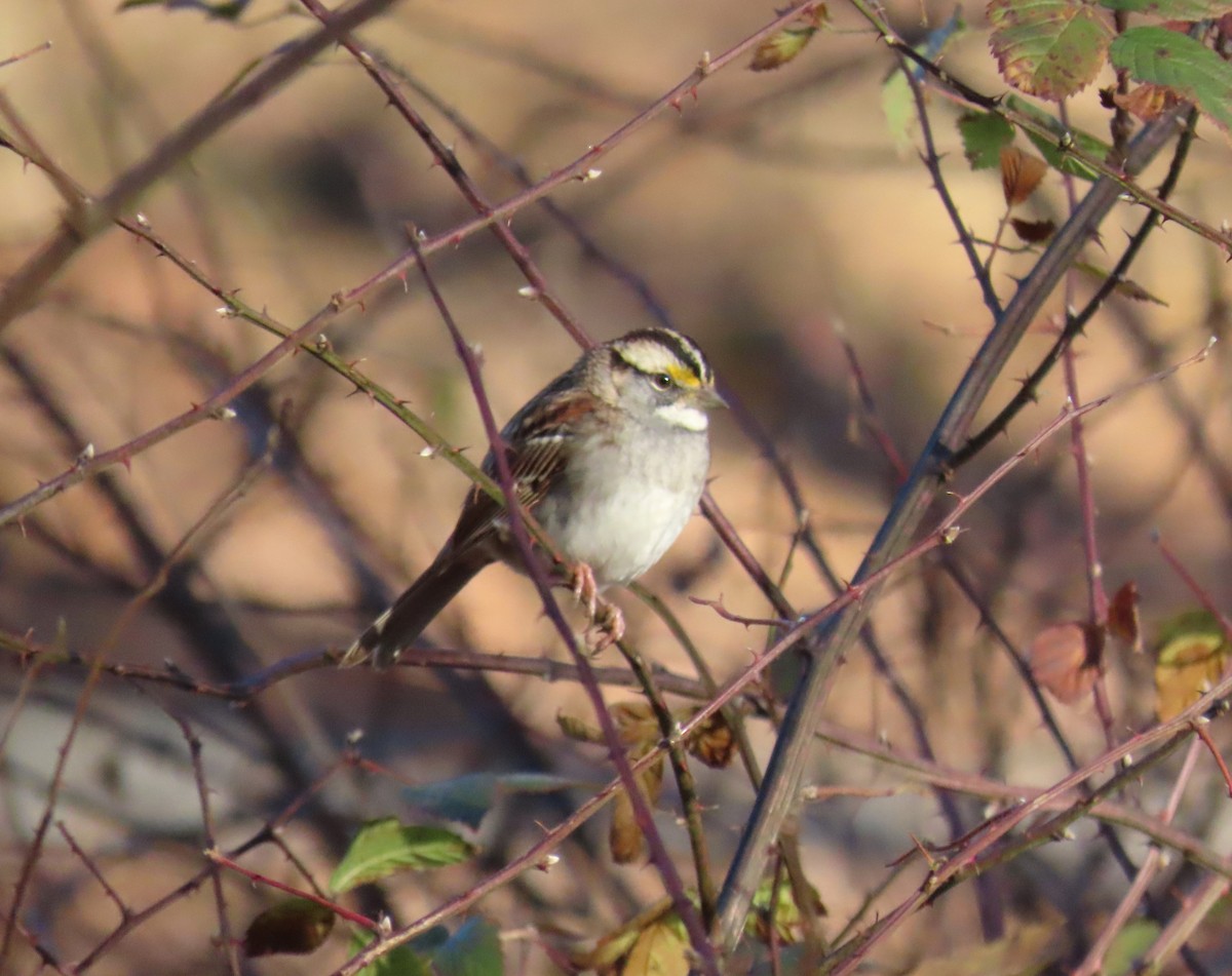 White-throated Sparrow - ML612605708