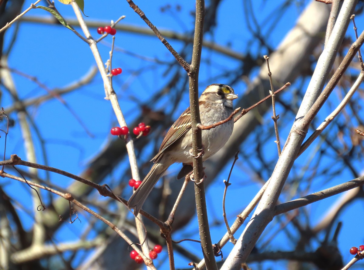 White-throated Sparrow - ML612605709