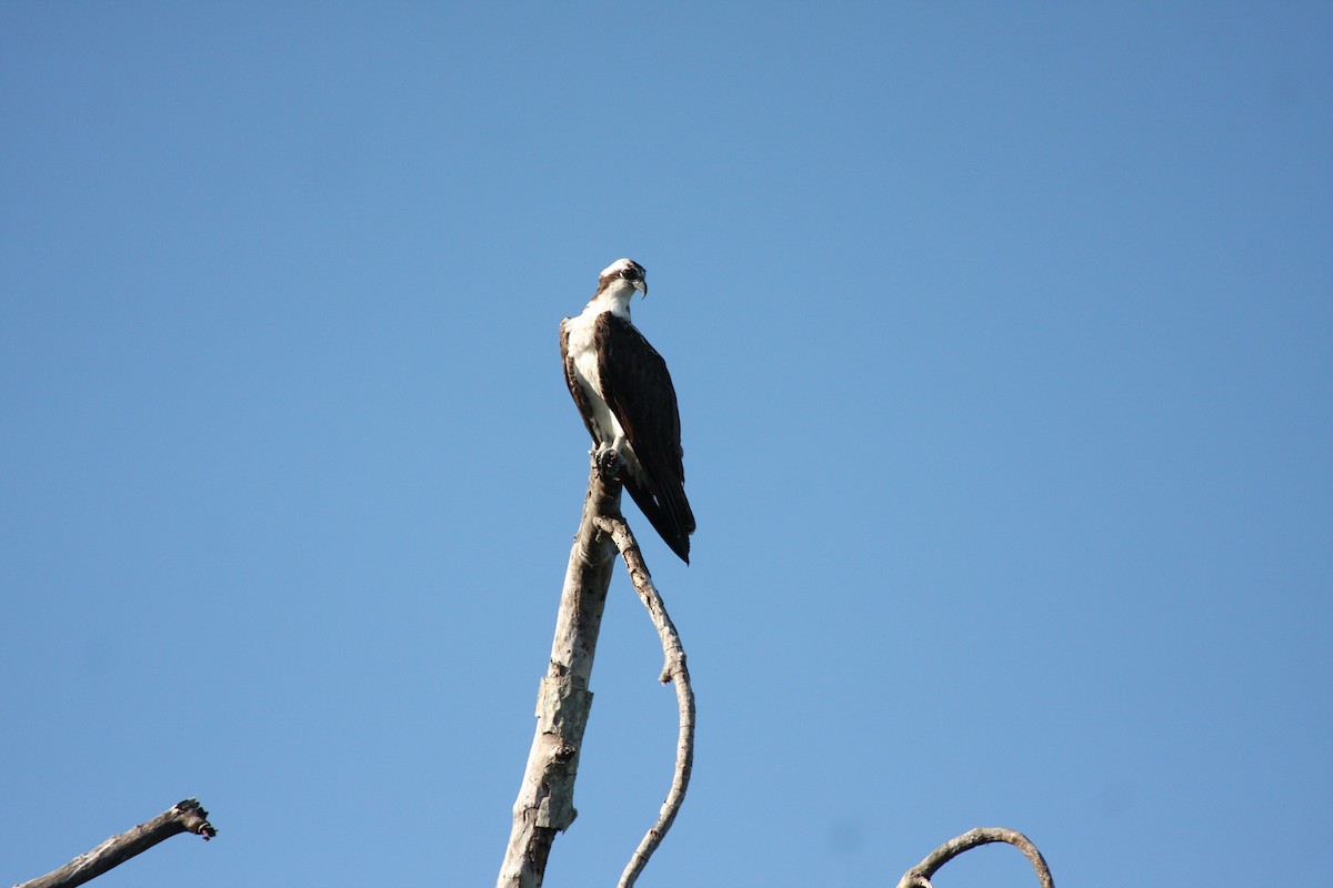 Osprey - ML612605756