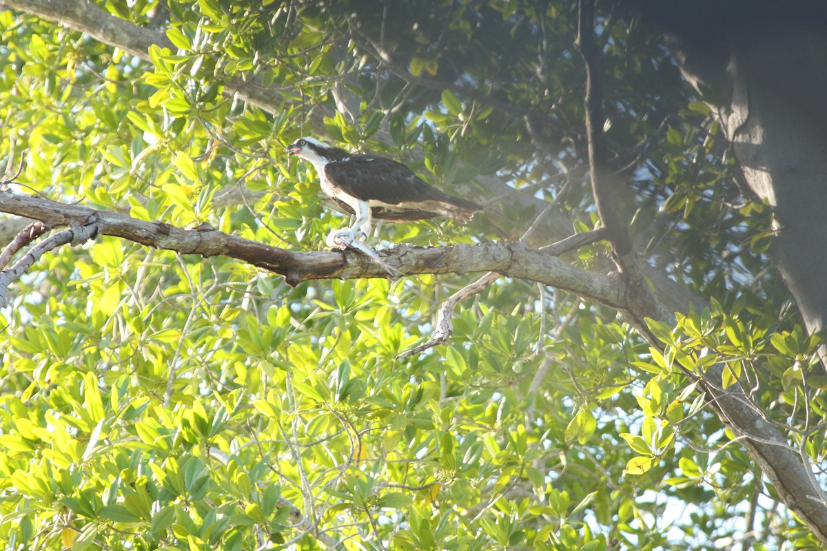 Osprey - Guillermo Funes