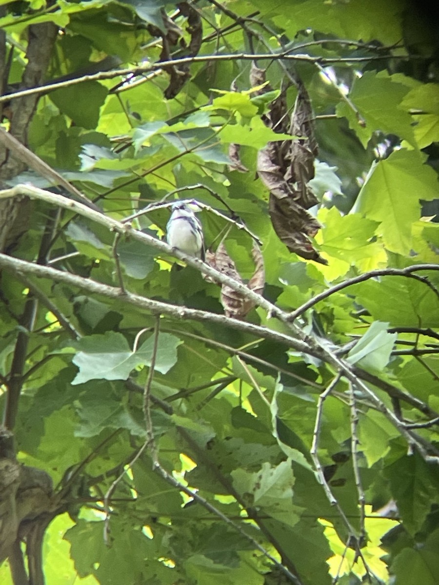 Cerulean Warbler - Luke Donahue