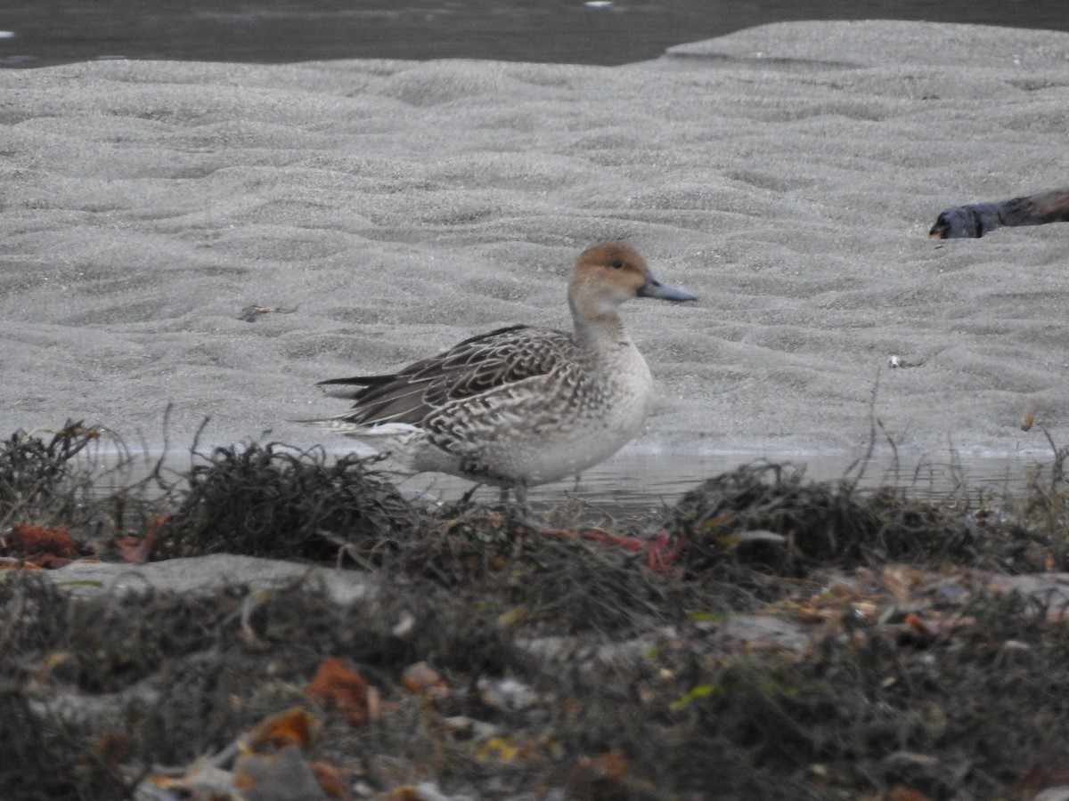 Northern Pintail - ML612605796