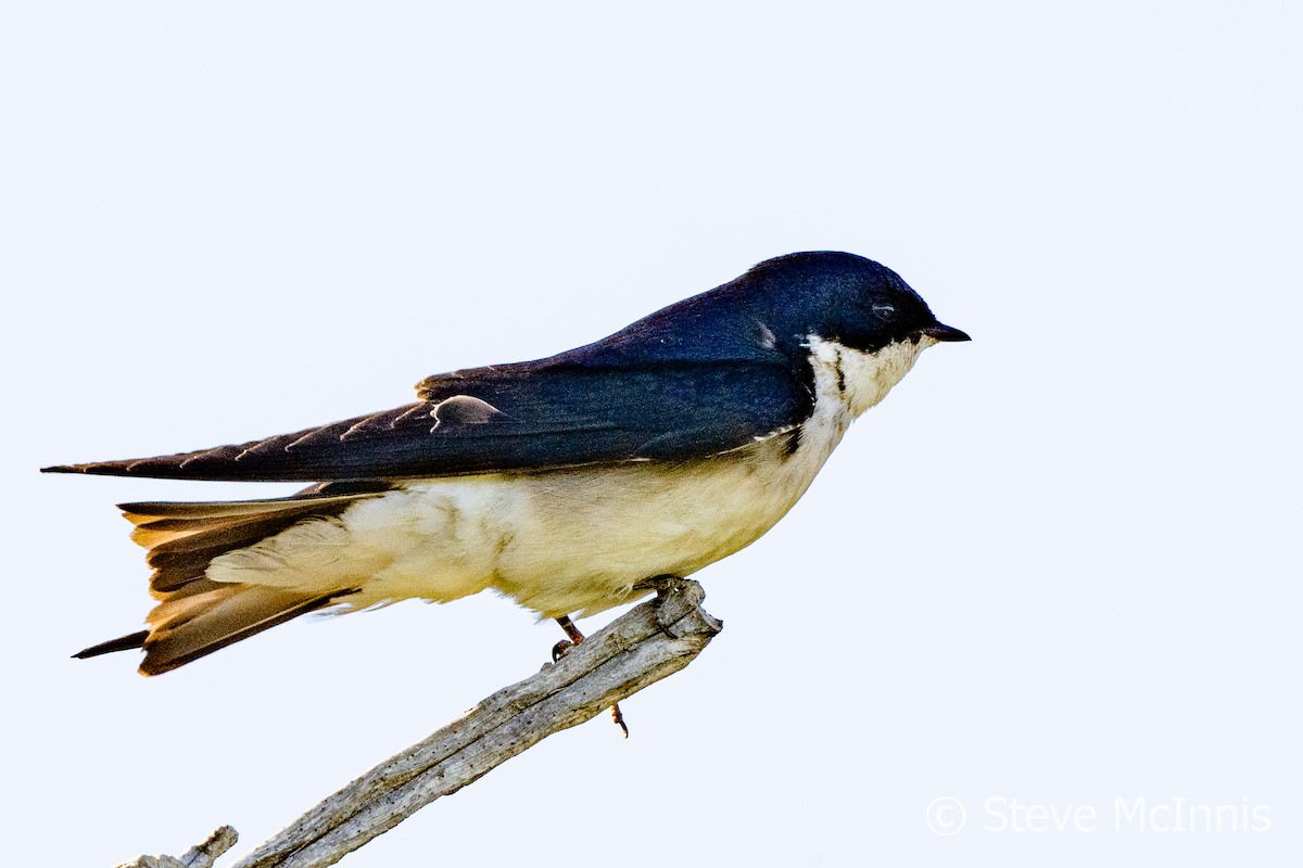 Chilean Swallow - Steve McInnis