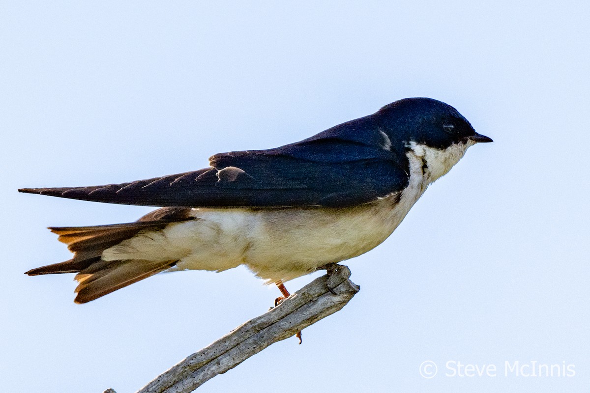 Chilean Swallow - ML612605808