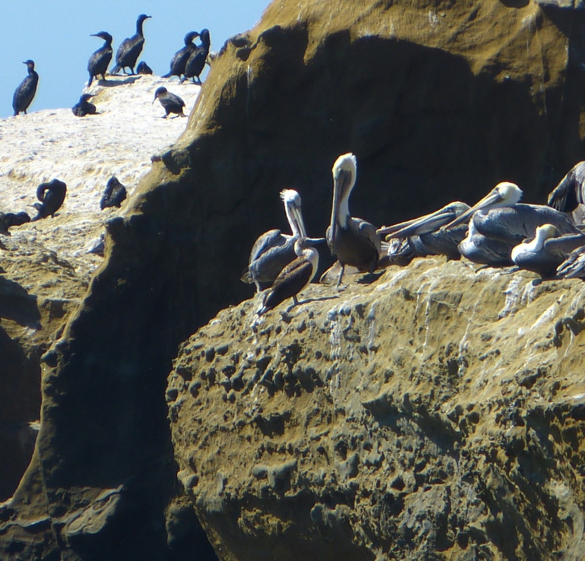 Blue-footed Booby - ML61260581