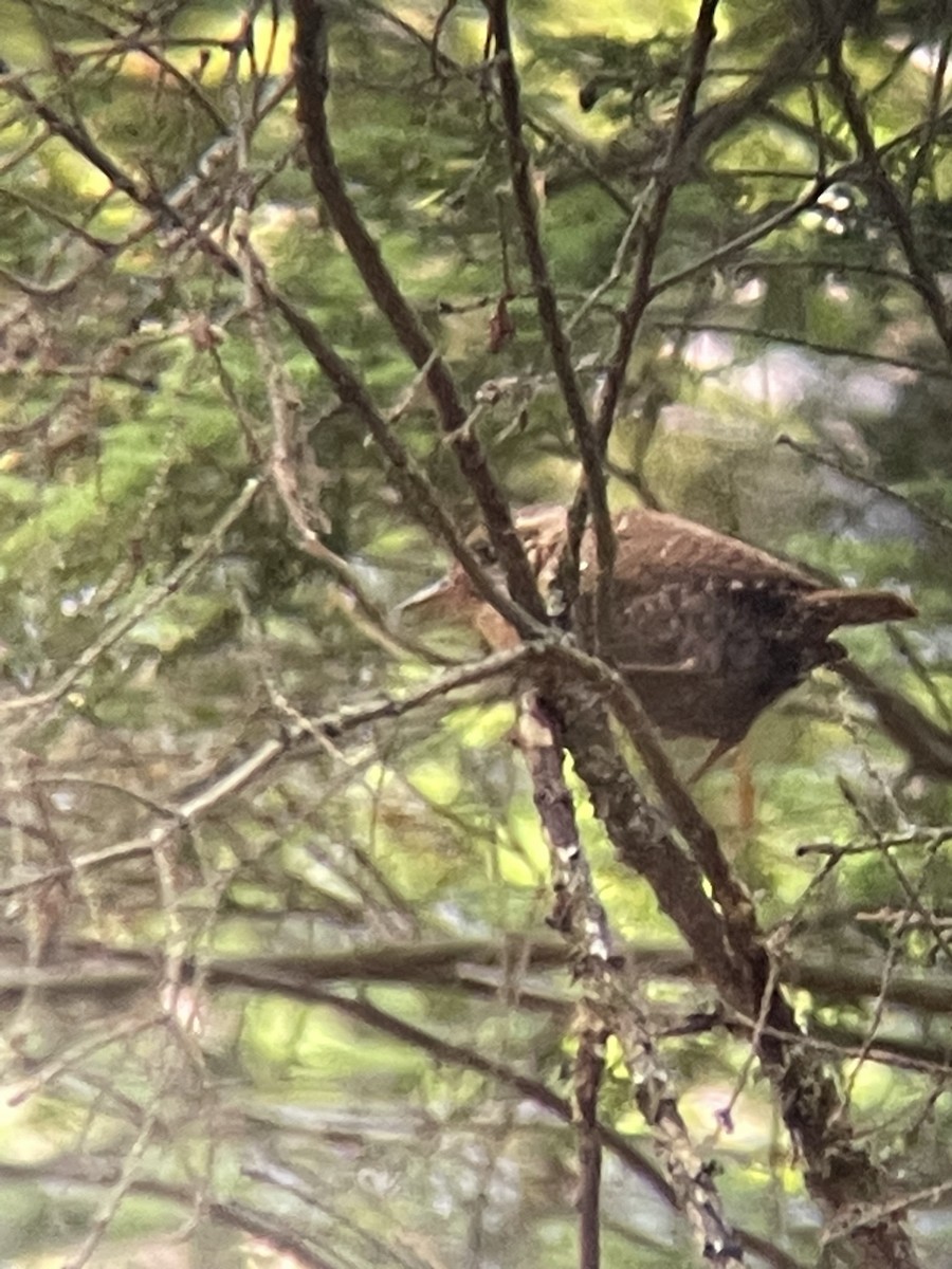 Winter Wren - ML612605811