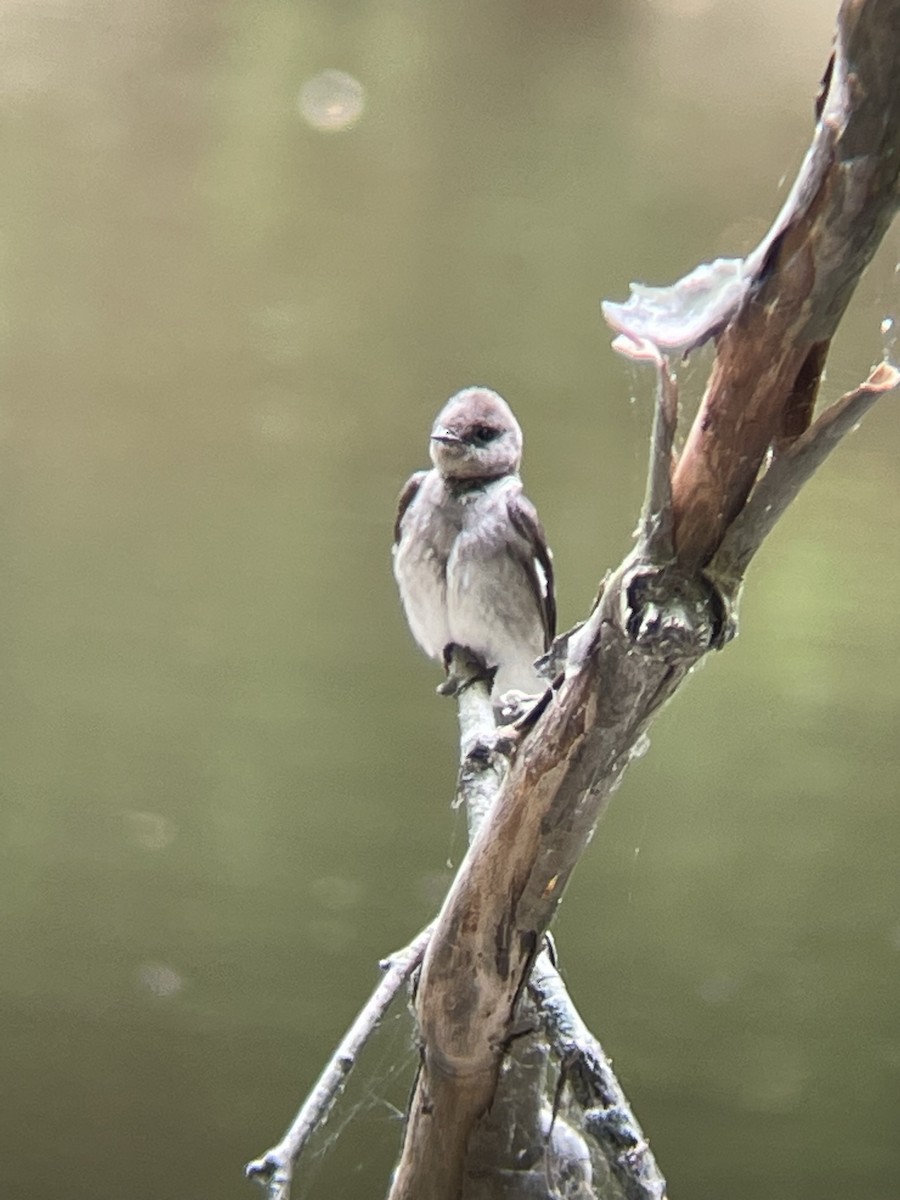 Northern Rough-winged Swallow - ML612605823