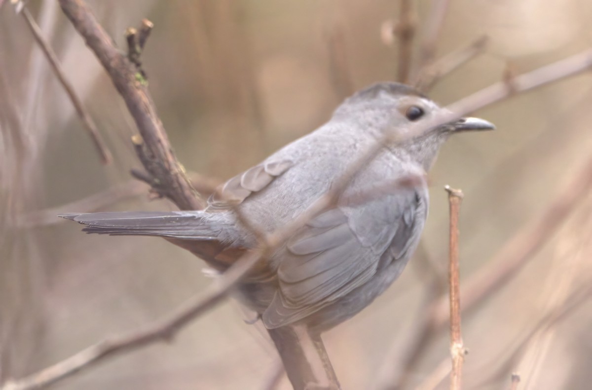 Gray Catbird - ML612605825