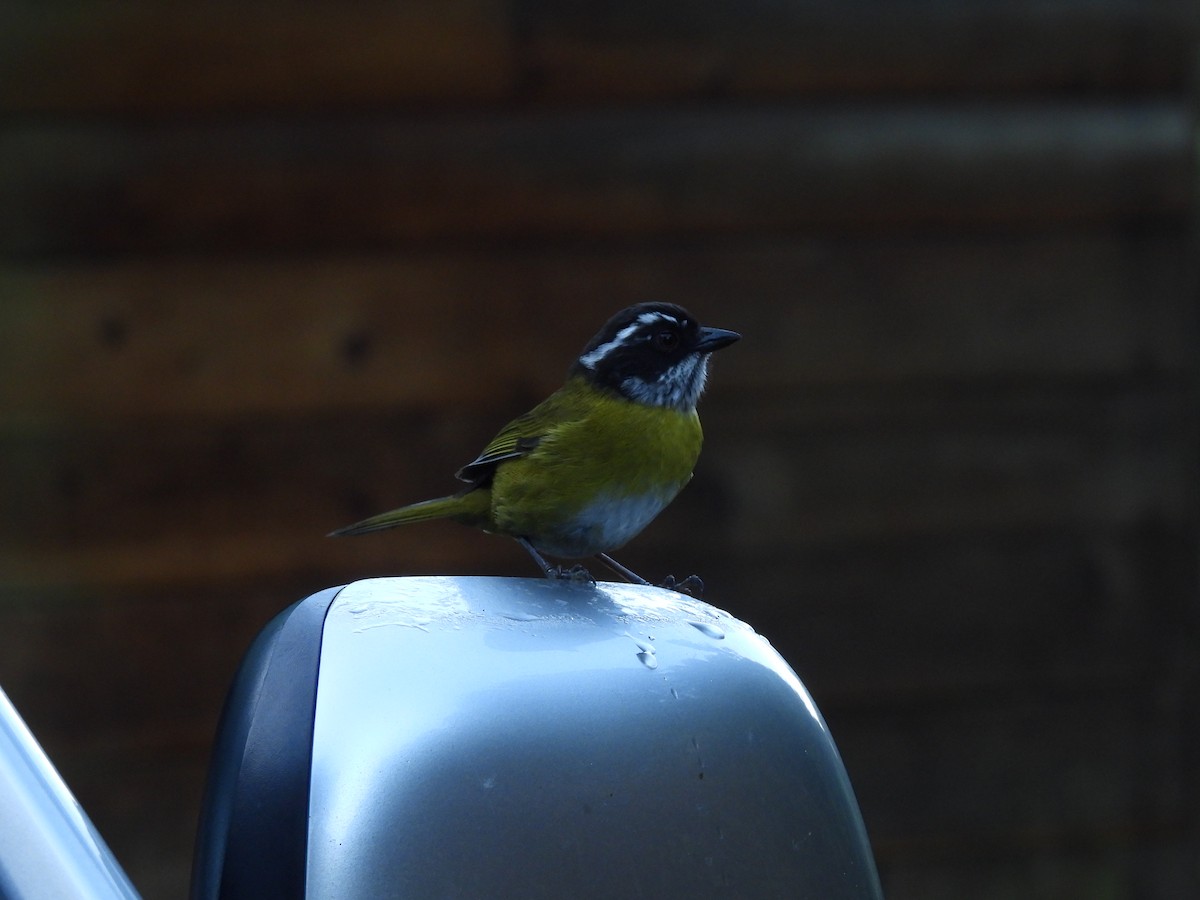 Sooty-capped Chlorospingus - ML612605827