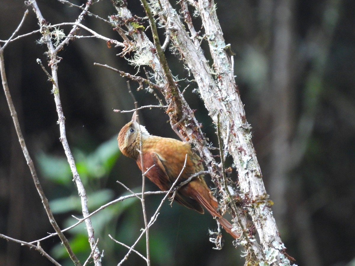 Ruddy Treerunner - ML612605853