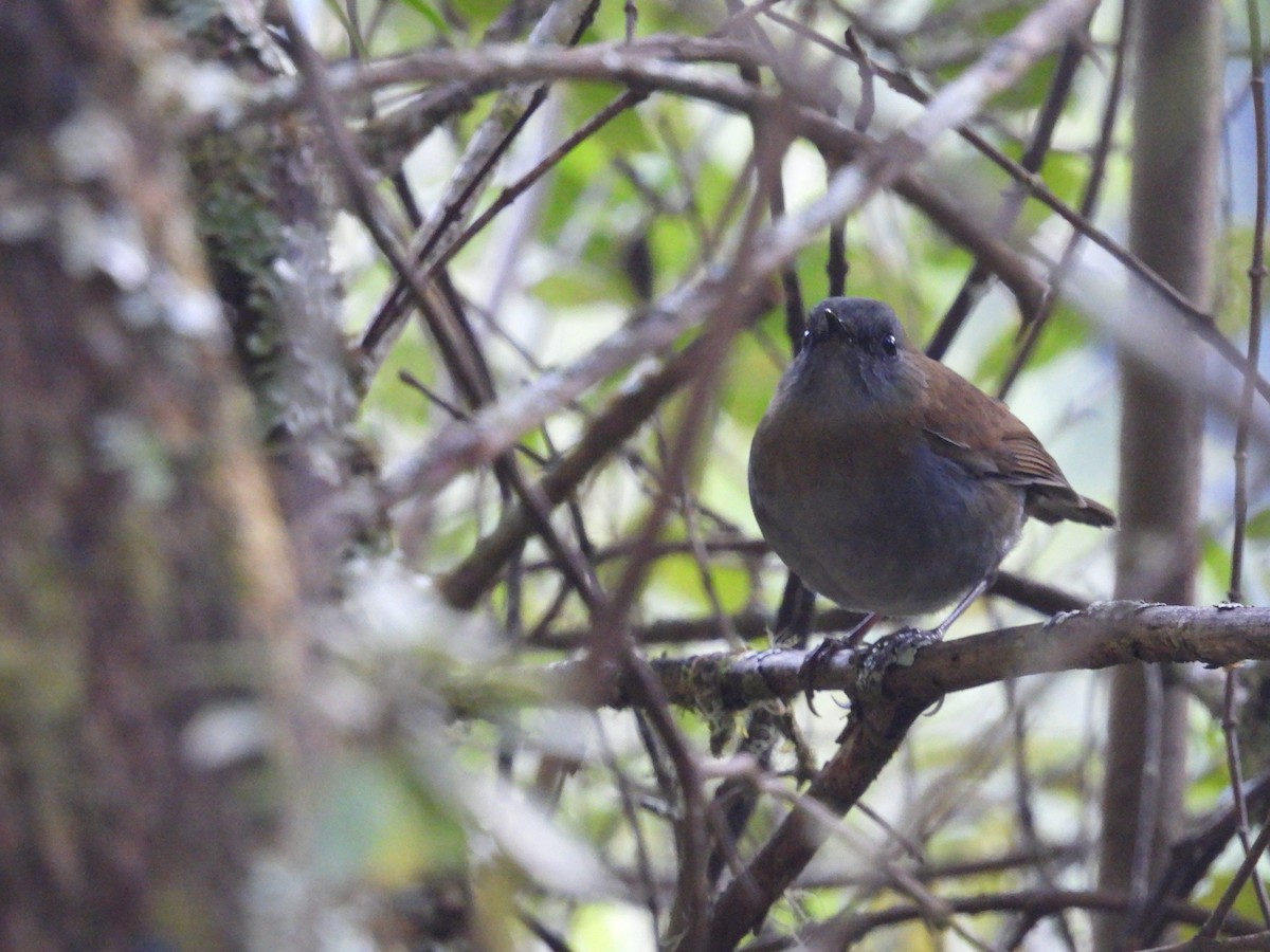 Black-billed Nightingale-Thrush - ML612605903