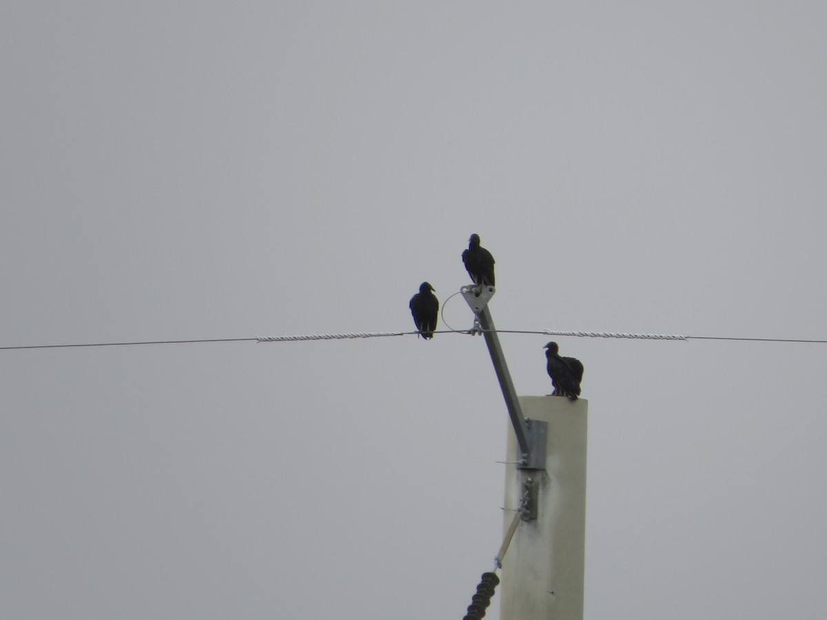 new world vulture sp. - ML612605961