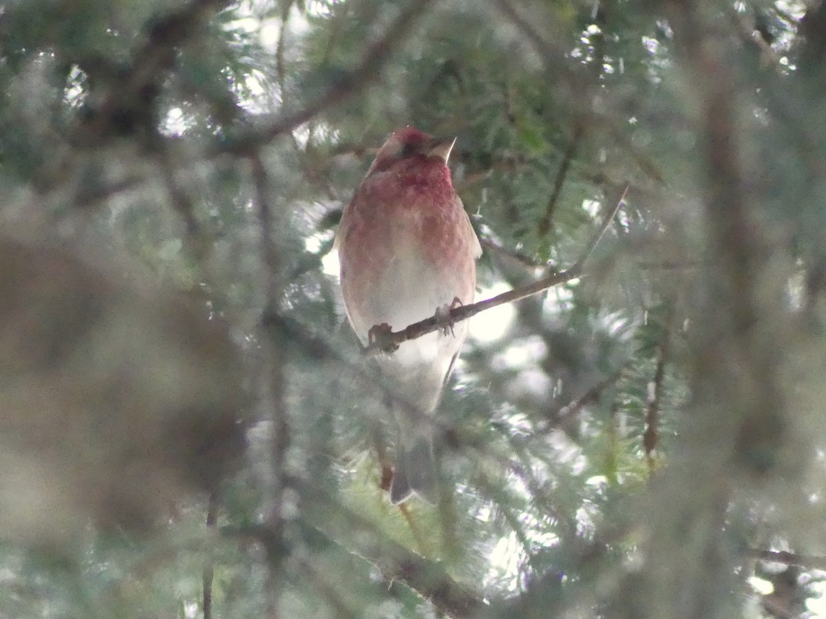 Purple Finch - Danny Hernandez