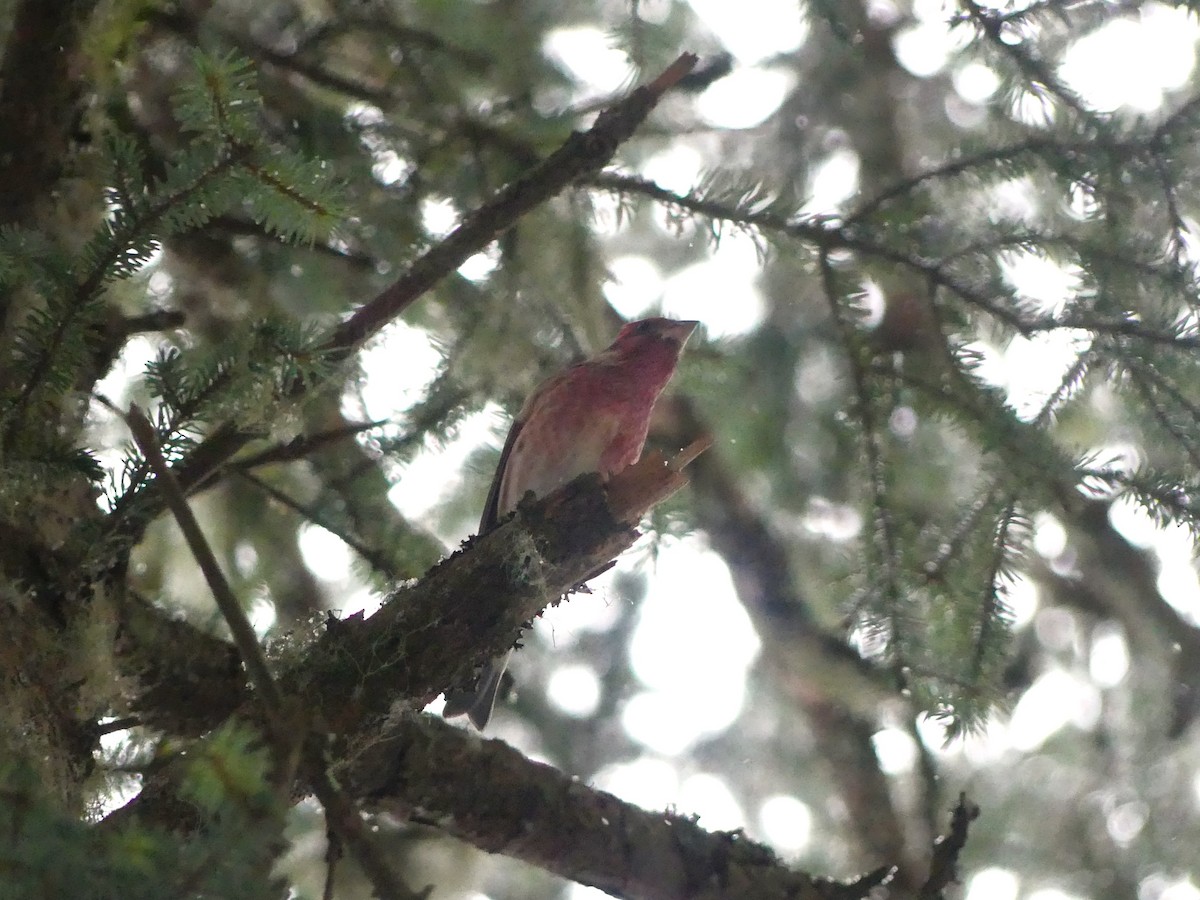 Purple Finch - ML612606035