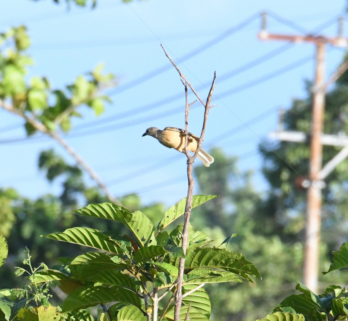 Fawn-breasted Bowerbird - John Cooper