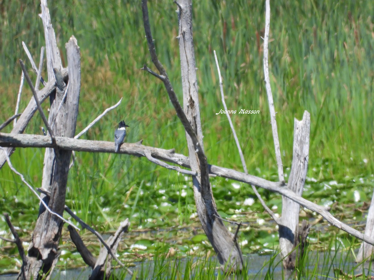 Belted Kingfisher - Joanne Masson