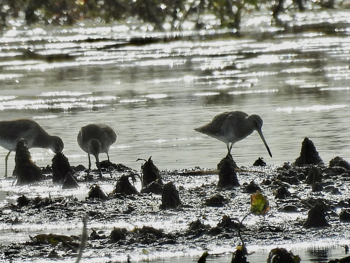 Long-billed Dowitcher - ML612606150