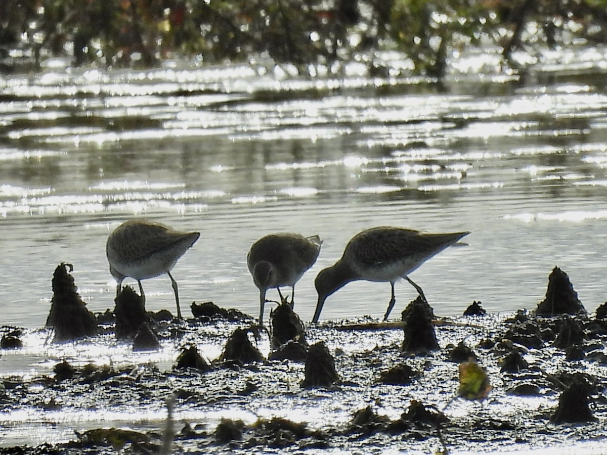 Long-billed Dowitcher - ML612606151