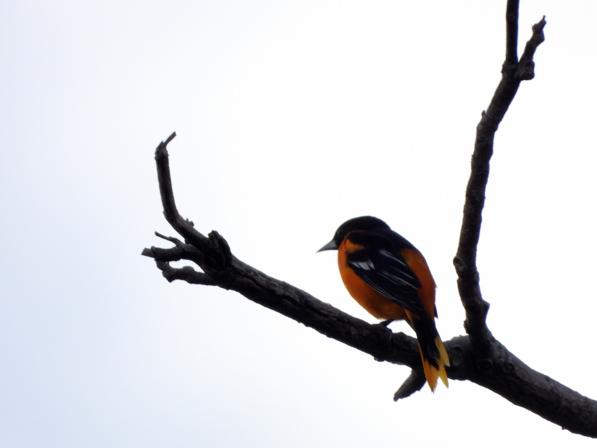 Oriole de Baltimore - ML612606219