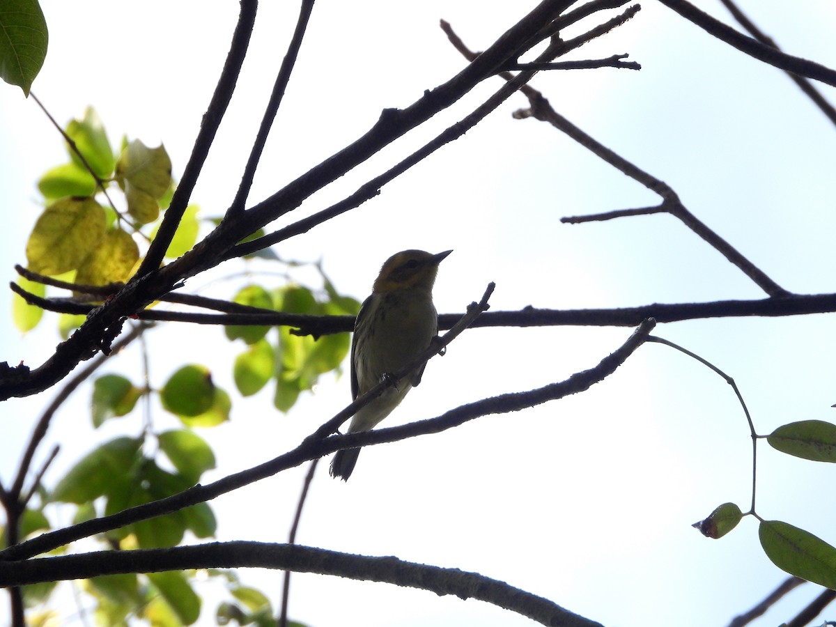 Black-throated Green Warbler - ML612606221