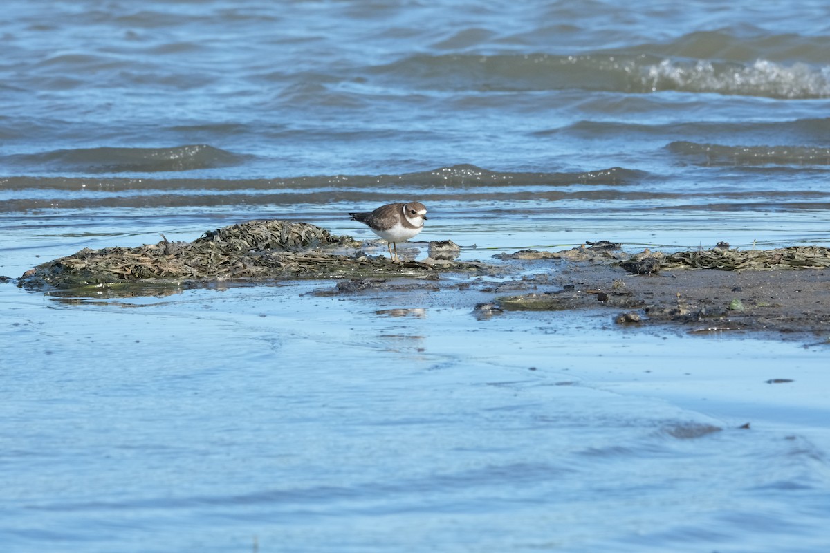 Semipalmated Plover - Luc Verreault