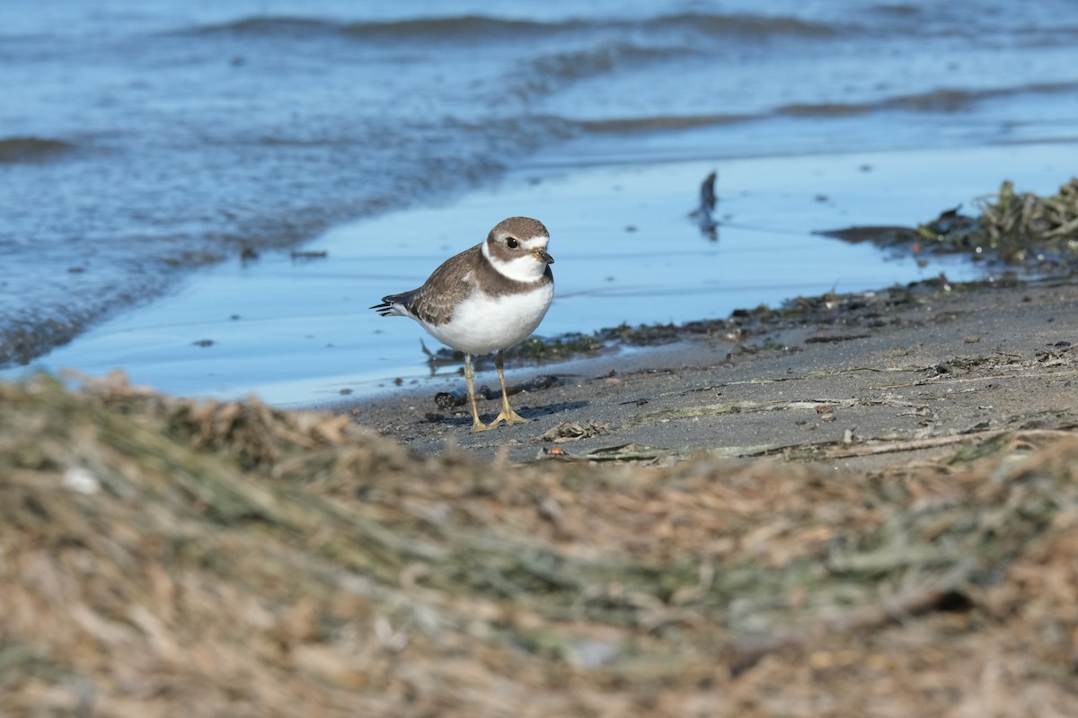 Semipalmated Plover - Luc Verreault