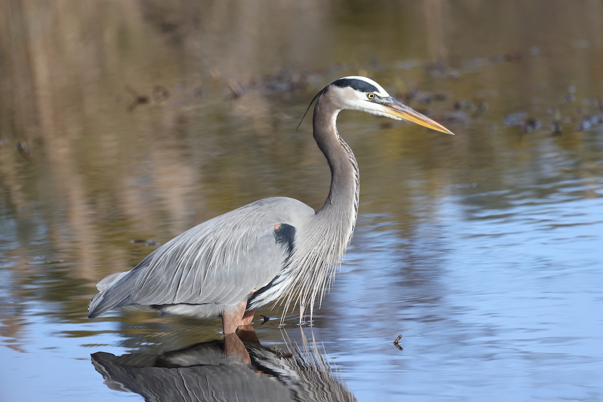 Great Blue Heron - Kathy Richardson