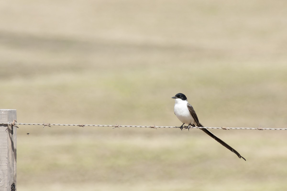 Fork-tailed Flycatcher - Silvio Montani