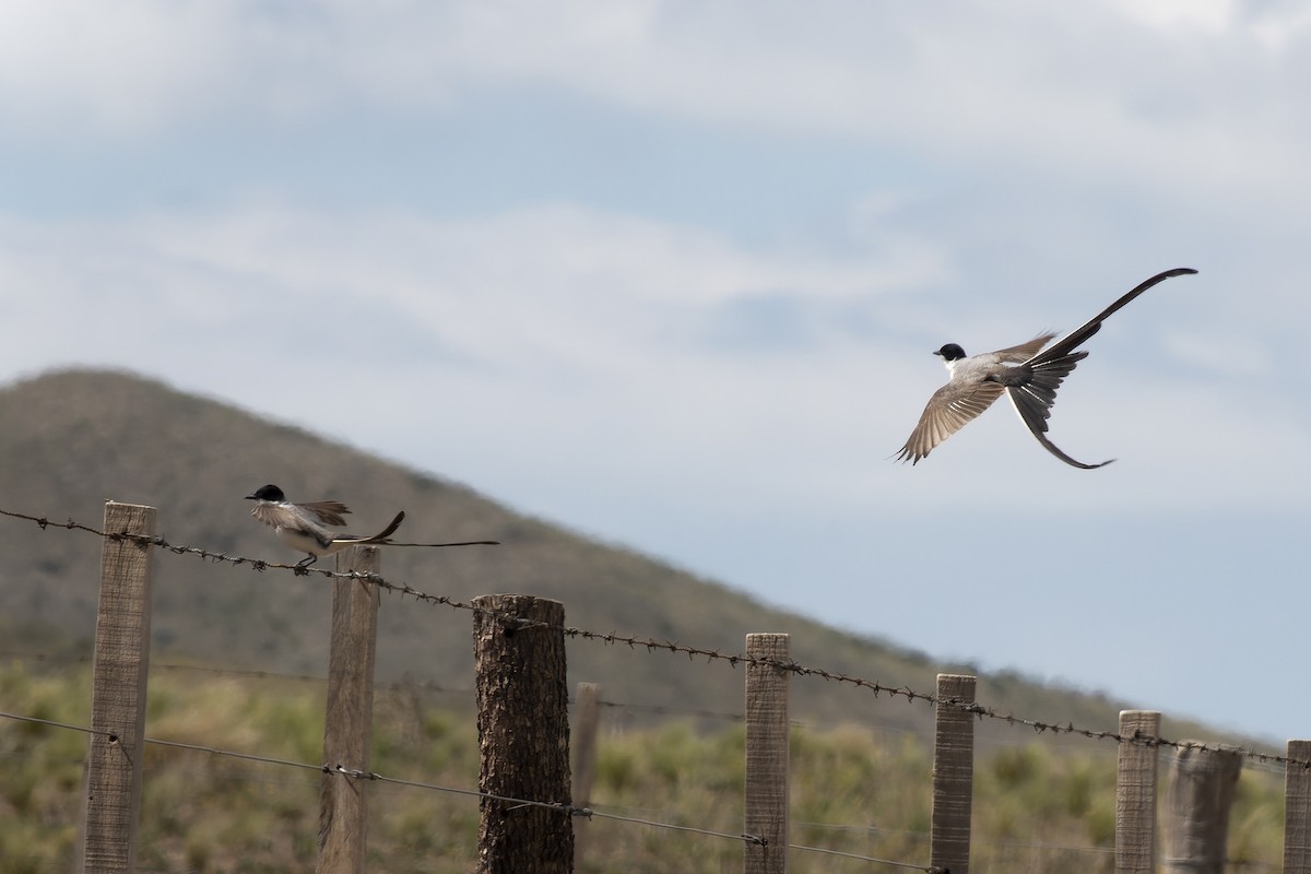 Fork-tailed Flycatcher - ML612606313