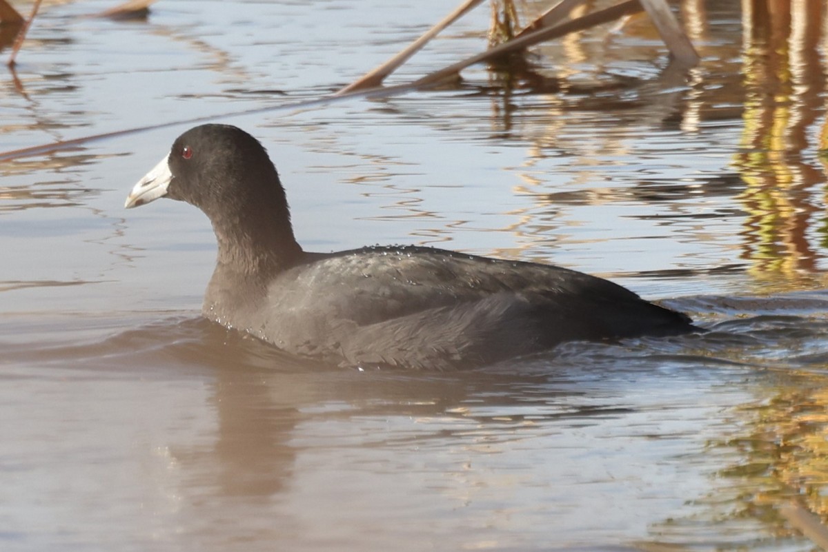 American Coot - Kathy Richardson