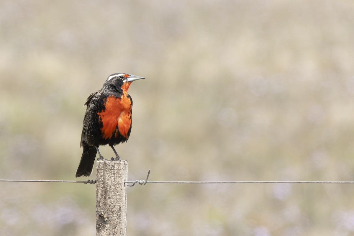 Long-tailed Meadowlark - Silvio Montani