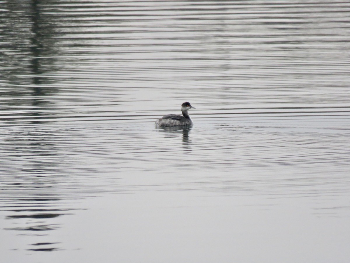 Eared Grebe - Barry  Coombs