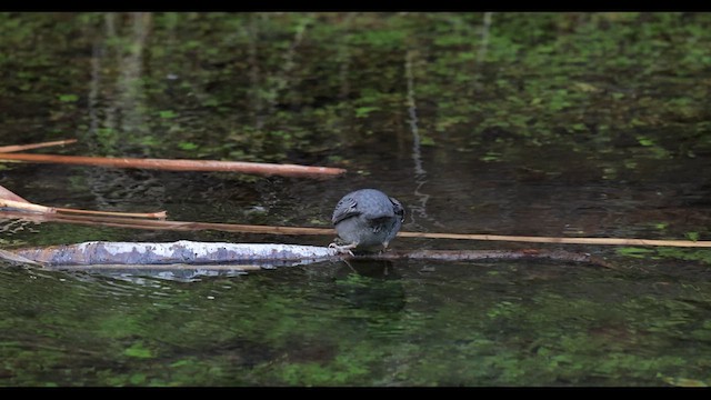 American Dipper - ML612606391