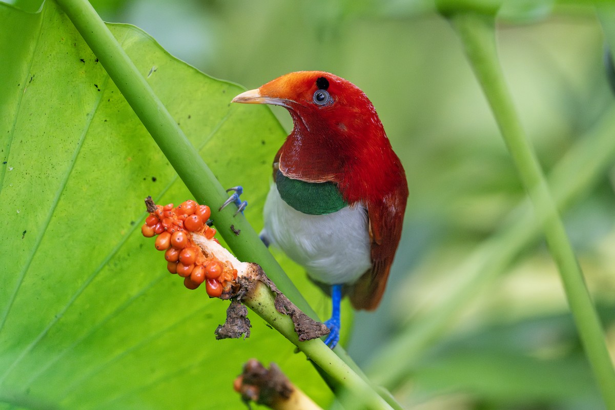 King Bird-of-Paradise - Yifei Zheng