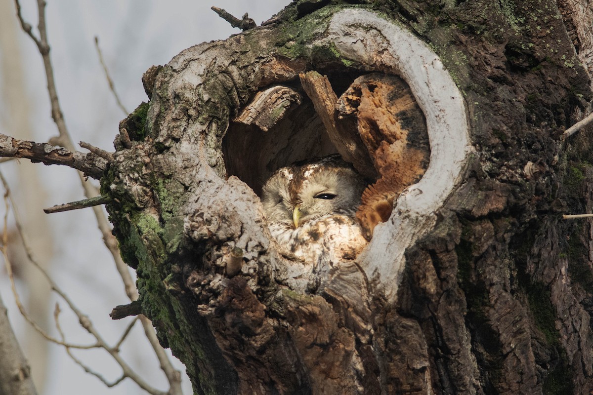 Tawny Owl - Csaba Lendvai