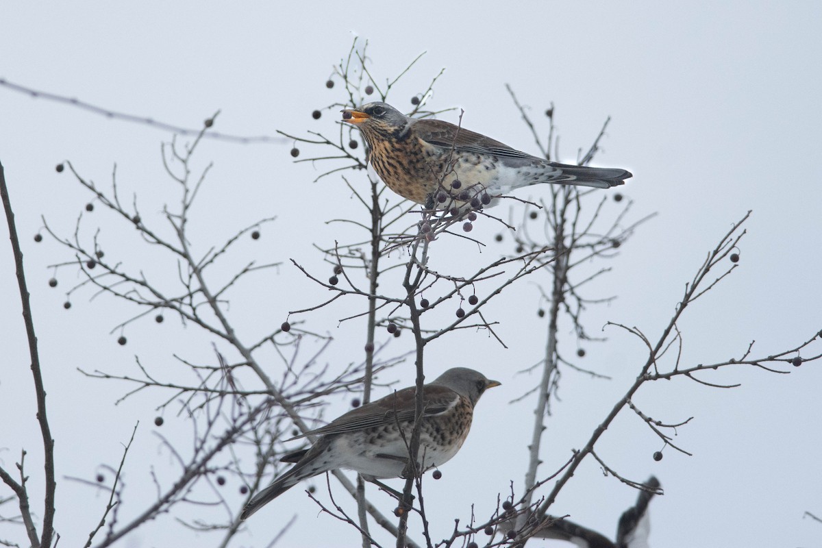 Fieldfare - Csaba Lendvai