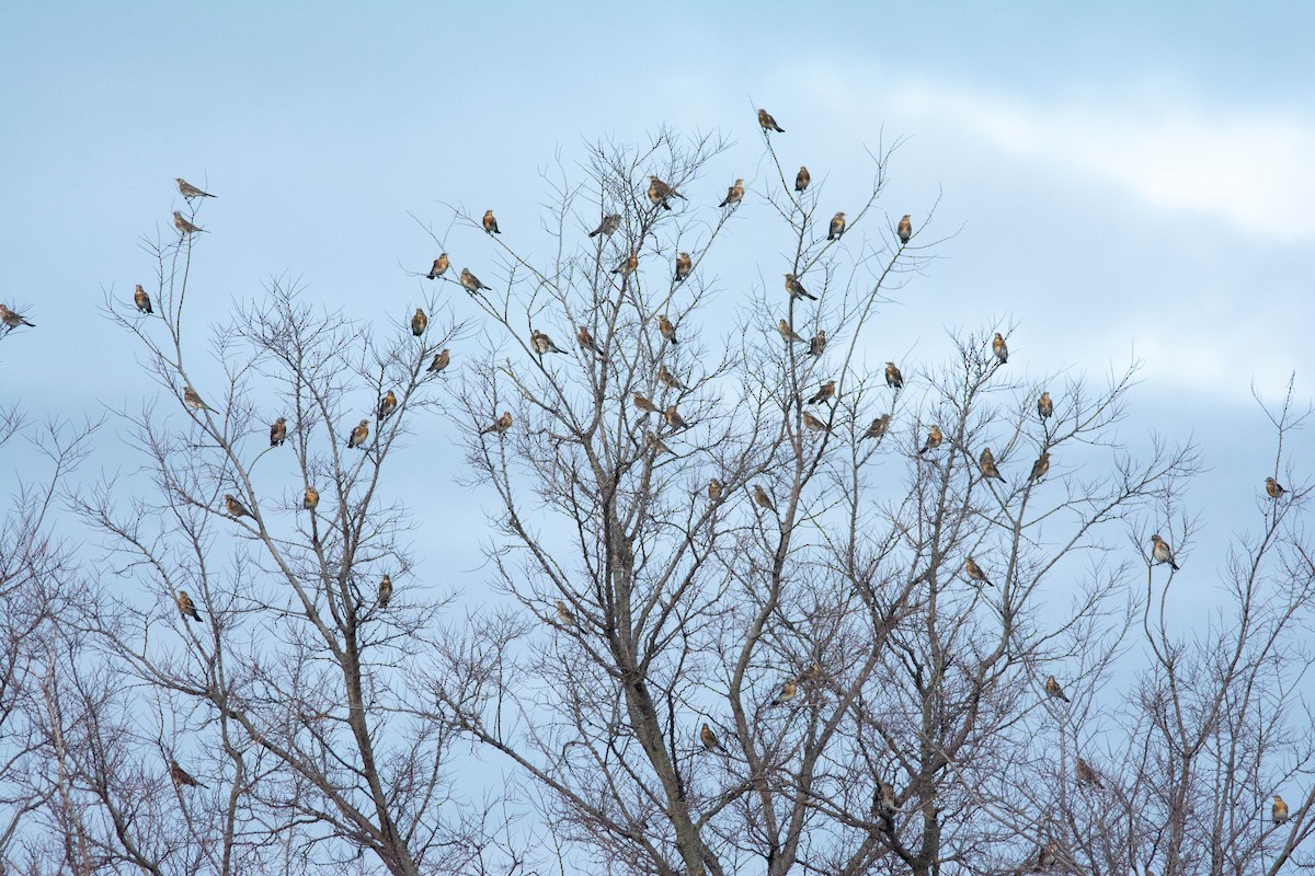 Fieldfare - ML612606650