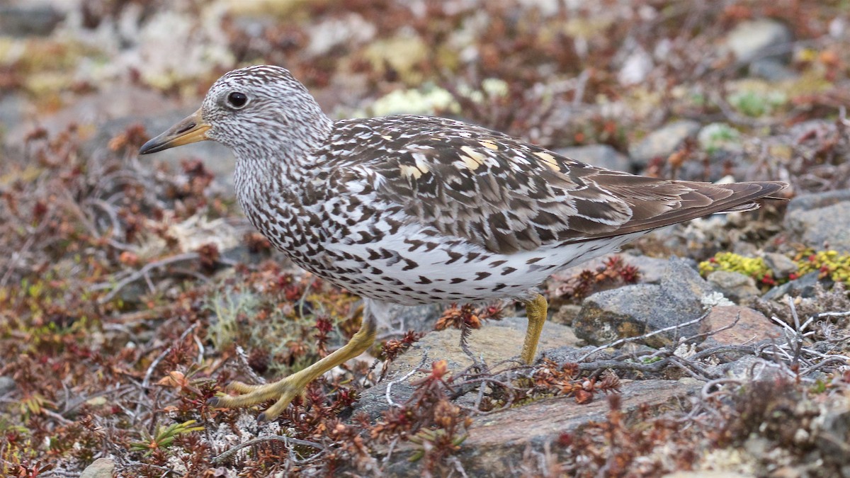 Surfbird - ML612606683