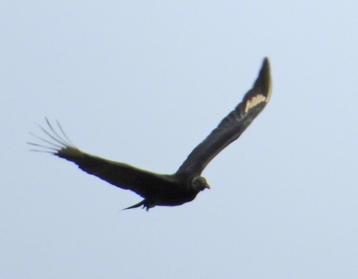 Black Vulture - ML612606748