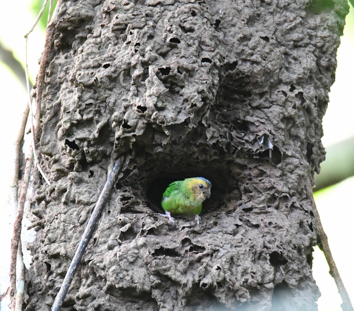 Buff-faced Pygmy-Parrot - John Cooper