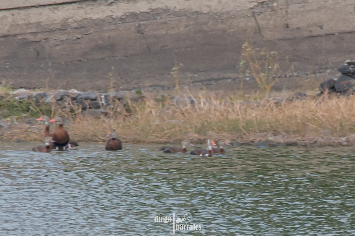 Black-bellied Whistling-Duck - ML612606832