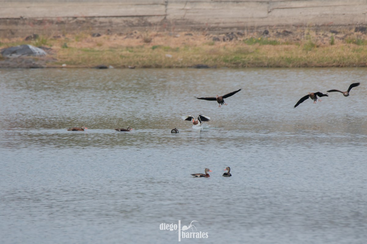 Black-bellied Whistling-Duck - ML612606833